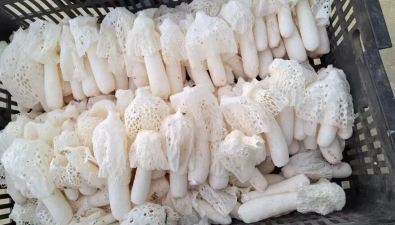 貴州織金：智能大棚竹蓀搶鮮摘，每棚產(chǎn)值25.8萬元