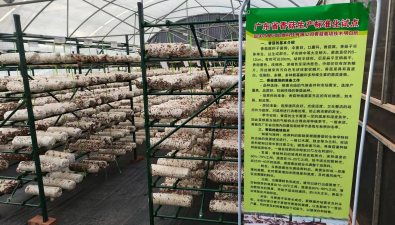 “廣東省香菇生產(chǎn)標(biāo)準(zhǔn)化試點(diǎn)”項(xiàng)目順利通過(guò)驗(yàn)收