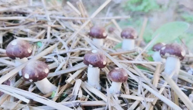 北京：懷柔區(qū)首批大規(guī)模種植赤松茸正式進(jìn)入采摘期