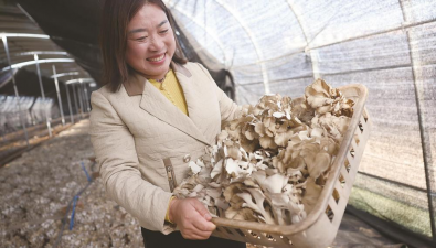 河北唐山：栗蘑撐起3億元大產(chǎn)業(yè)