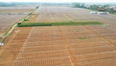 湖北孝昌：1200多畝基地建2000多個羊肚菌大棚