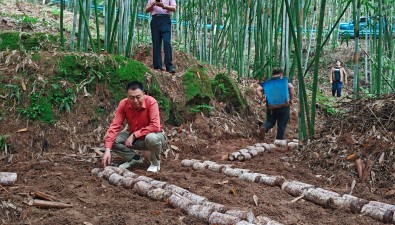 竹林林下紅托竹蓀仿野生栽培，如何實現(xiàn)高產(chǎn)