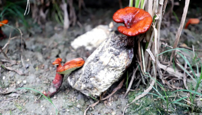 福建浦城：“薏米+靈芝”一地兩種，生態(tài)經(jīng)濟(jì)雙收