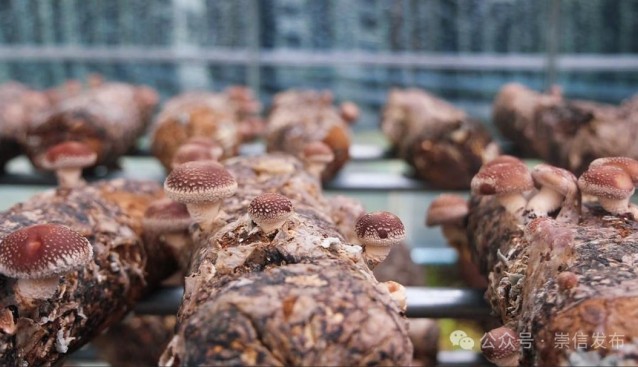 甘肅崇信：小香菇結(jié)“碩果”，菇農(nóng)喜領(lǐng)分紅