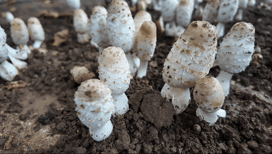 北京順義：林下食用菌新鮮上市