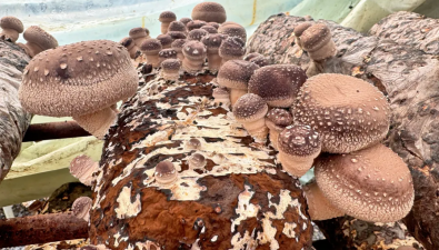 湖北宜昌夷陵區(qū)：山鄉(xiāng)食用菌合作社頭茬香菇采摘