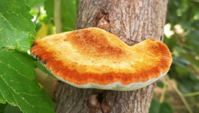 山東臨清：規(guī)劃引領(lǐng)、園區(qū)賦能，推動(dòng)桑黃產(chǎn)業(yè)高質(zhì)量發(fā)展