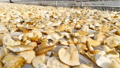 吉林：汪清縣凍蘑豐收，總產(chǎn)量預(yù)計達(dá)4萬斤