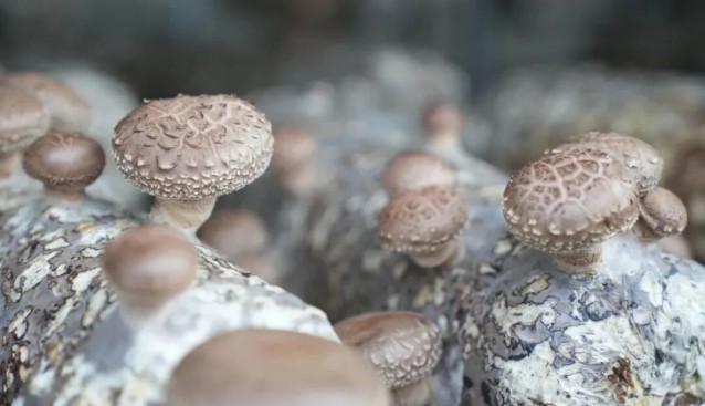 新疆若羌:菌菇采收正當時