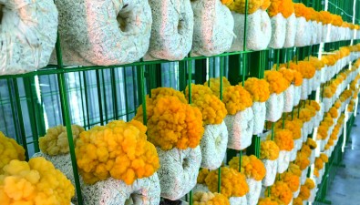 山東臨清：以鄉(xiāng)村振興為引領(lǐng)，科技創(chuàng)新為驅(qū)動，推動金耳產(chǎn)業(yè)高質(zhì)量發(fā)展