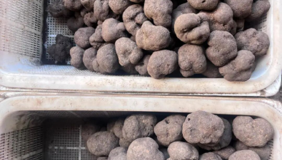 云南昆明：黑松露迎來旺季，價格180元-800元/公斤