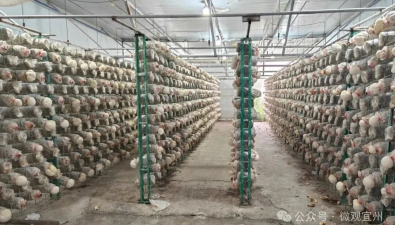 廣西：河池市宜州區(qū)首批猴頭菇迎來豐收