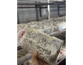 供應(yīng)金耳菌短棒