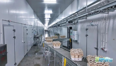 湖南汨羅：稻草和玉米芯這樣變成億元鹿茸菇