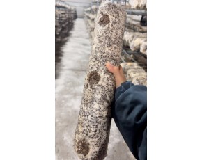 供應(yīng)猴頭菇菌棒長棒