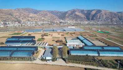 甘肅岷縣：“一年三茬”羊肚菌生出富民新圖景