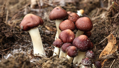 四川長(zhǎng)寧：“竹菌共生”新模式，釋放產(chǎn)業(yè)“蘑”力