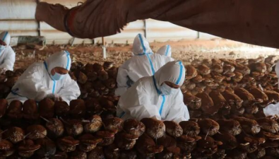 新疆：洛浦縣成功攻克沙漠邊緣種植靈芝技術(shù)難題