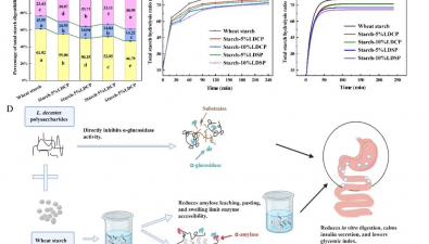 鹿茸菇多糖改良小麥淀粉特性及相關(guān)機(jī)制解析取得新進(jìn)展
