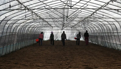 湖北宜城：鄭集鎮(zhèn)3000畝羊肚菌種植項(xiàng)目大規(guī)模播種