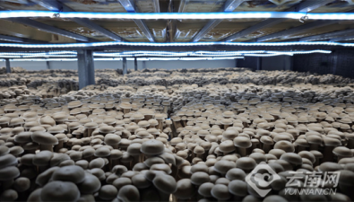 云南匯菇源生物科技有限公司日產(chǎn)工廠化菌菇100噸