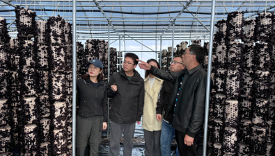 甘肅“迭耳1號”成功選育