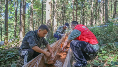 浙江麗水：峰源靈芝基地開出“致富傘”
