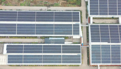 福建順昌：鄭坊鎮(zhèn)食用菌工廠化生產(chǎn)，撐起“致富傘”