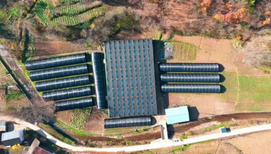 陜西鎮(zhèn)巴縣：“訂單+科技”助力食用菌產(chǎn)業(yè)高質(zhì)量發(fā)展