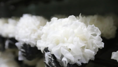 福建古田：銀耳新品種“福銀雪耳”測產(chǎn)單袋鮮菇平均產(chǎn)量523.8克