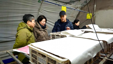 河北省食用菌產(chǎn)業(yè)體系開(kāi)啟“科研+推廣”協(xié)同新范式