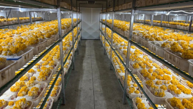 甘肅舟曲：猴頭菇、金耳示范種植獲雙豐收