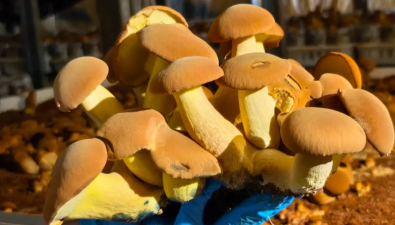 人工培育見手青種植基地，將建成投產(chǎn)