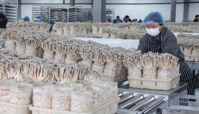 云南匯菇源智慧化工廠迎豐收