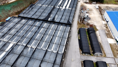 陜西留壩縣：羊肚菌“口糧”升級，產(chǎn)量提高約10%