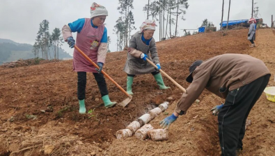 云南：廣南縣首次引進灰虎掌菌