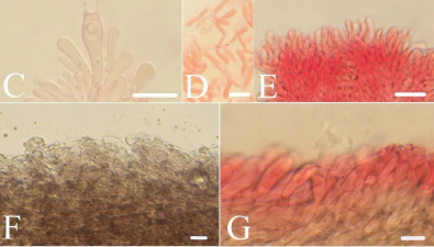 武夷山國家公園發(fā)現(xiàn)真菌新物種“青鸞粉褶菌”