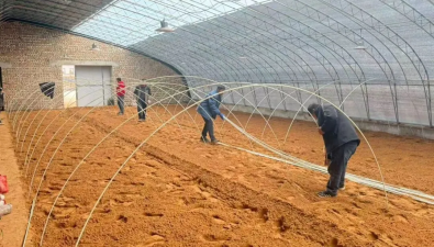 內(nèi)蒙古烏審旗：大石砭村羊肚菌基地播種忙